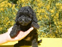 Siyah İnci Toy Poodle Bebekler