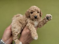 0 numara dişi maltipoo yavrularımız