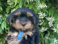 Yorkie shire şirineler