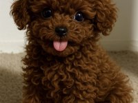 Sevginin en zarif hali toypoodle yavruları