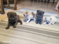 Scottish Fold Kediler