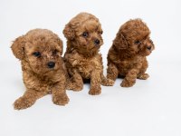 Mükemmel Toy Poodle Yavrular
