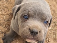 SILVER BLUE YANI GUMUS VE MAVI GOZLU NUN EN GUZELLERI
