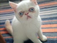 Dişi ve erkek persian