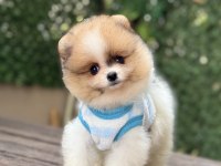 ORJİNAL POMERANİAN