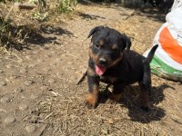 Dişi Rottweiler Köpeği