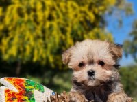 Sevimli Teacup Morkie Yavrularımız