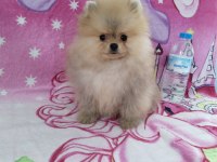 Safkan teacup ayı surat pomeranian boo yavrumuz