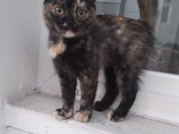 2.5 AYLIK GÜZELLİK KEDİMİZ YUVA ARIYOR
