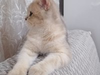 6-12 aylık british shorthair