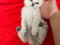 KALİTELİ ANNE VE BABADAN SAFKAN DİŞİ ERKEK BRİTİSH YAVRULAR