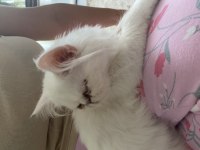 4 Aylık İran Persian (eşyalarıyla verilecektir)