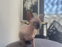 Sphynx Yavru