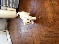 2 aylık westie batı dişi köpeğimiz
