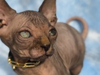 Naked Beauty Sphynx Kedisi