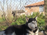 HUSKY KÖPEĞİMİZE YENİ YUVA ARIYORUZ