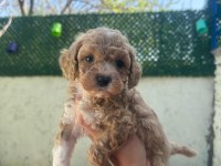 MALTİPOO YAVRULAR