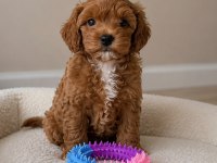 Maltipoo Bebekler 