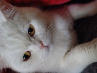 Çok uyumlu bir british shorthair kız