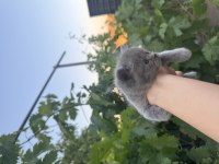 35 Günlük Safkan British Shorthair Yavruları Yuva Arıyor