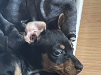 Çocuklarla çok iyi anlaşan pinscher bebek