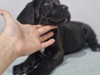 SAGLIK VE SAFKANLIK GARANTILI ŞECERELİ CANE CORSOLAR