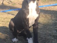 Great Dane (Danua A Şecereli )