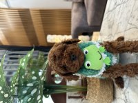 Yakışıklı Poodle Oğluşum
