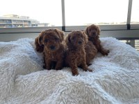 Mükemmel red brown toy poodle yavrular