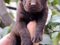 Dost Canlısı Labrador Yavrular