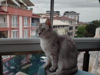 Ücretsiz sahiplendirilecek kedimiz