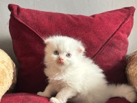 Beyaz Mavi Gözlü Scottish Fold Bebekler