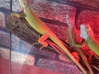 Lime İguana