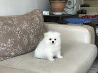 Pomeranian boo beyaz yavrum balıkesir
