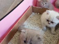 Orjinal mavi boncuk kediler