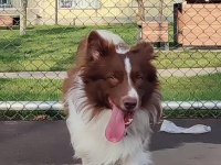 Sağlıklı safkan border collie yavru köpekler
