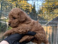 Red Brown Toy Poodle