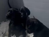 BLACK KİNG DOBERMAN