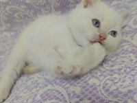 Blue point dişi scottish fold yavrularımız