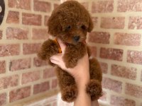 Red toy poodle
