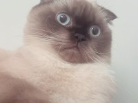 2 Yaşında Eğitimli Scottish Fold