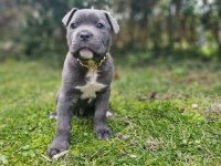 Blue dişi ve erkek cane corso king yavrular