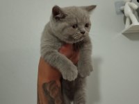 2 aylık British shorthair dişi
