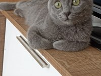 15 Aylık Dişi British Shorthair İsmi Lena