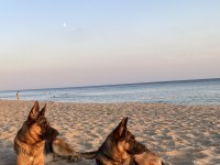 Safkan Alman kurt köpeği