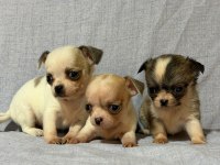 Chihuahua köpeklerimiz