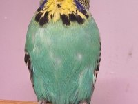 Bebek Jumbo ve Show Jumbo Muhabbet Kuşlar
