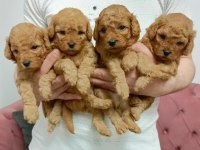 Toy Poodle Köpekler