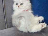 British longhair prenses
