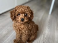 Toy Poodle Köpeği